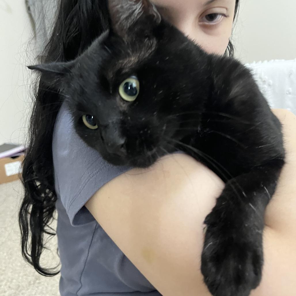 Enlarge Guy, a Adoptable Domestic Short Hair in West Des Moines, IA image 3/6