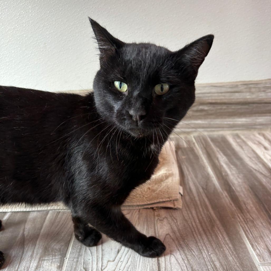 Enlarge Guy, a Adoptable Domestic Short Hair in West Des Moines, IA image 4/6