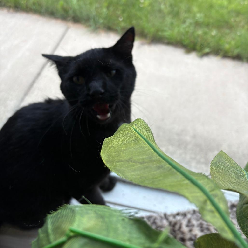 Enlarge Guy, a Adoptable Domestic Short Hair in West Des Moines, IA image 5/6