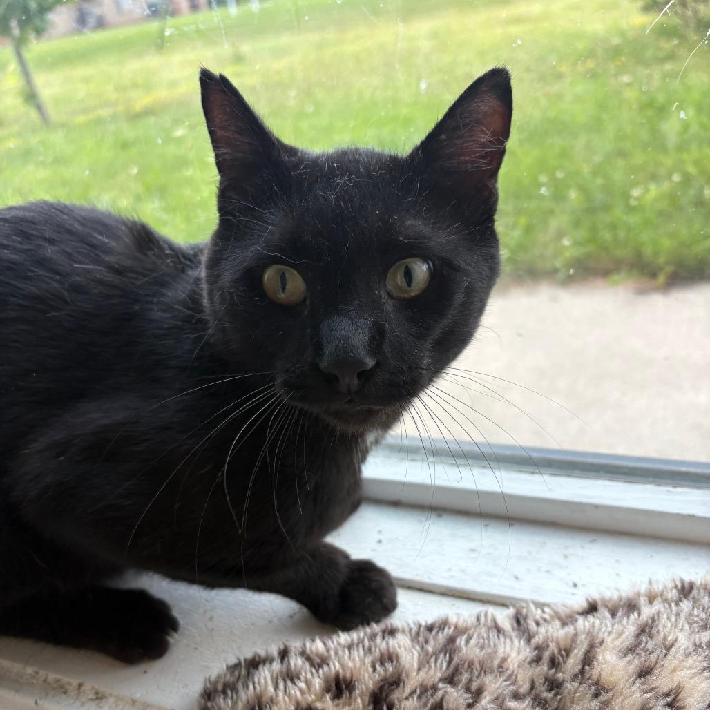 Enlarge Guy, a Adoptable Domestic Short Hair in West Des Moines, IA image 6/6