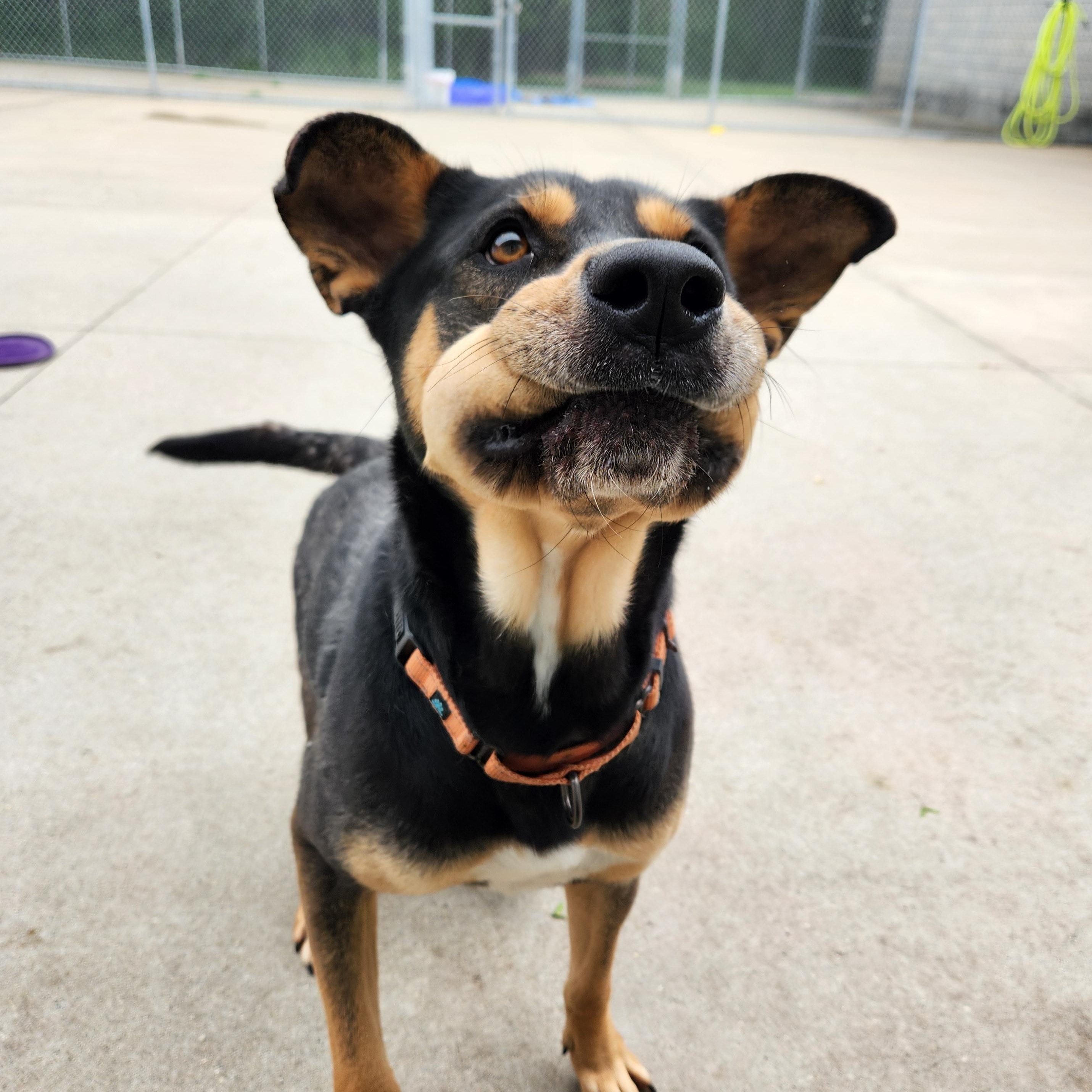 Rapunzel, a Adoptable mixed breed in Mount Pleasant, MI image 2/4