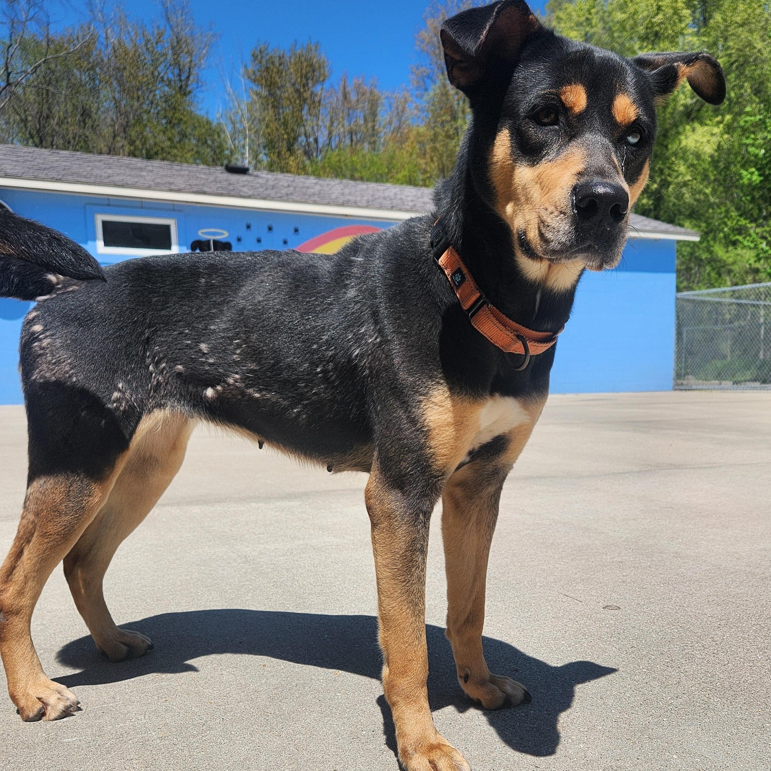 Rapunzel, a Adoptable mixed breed in Mount Pleasant, MI image 4/4