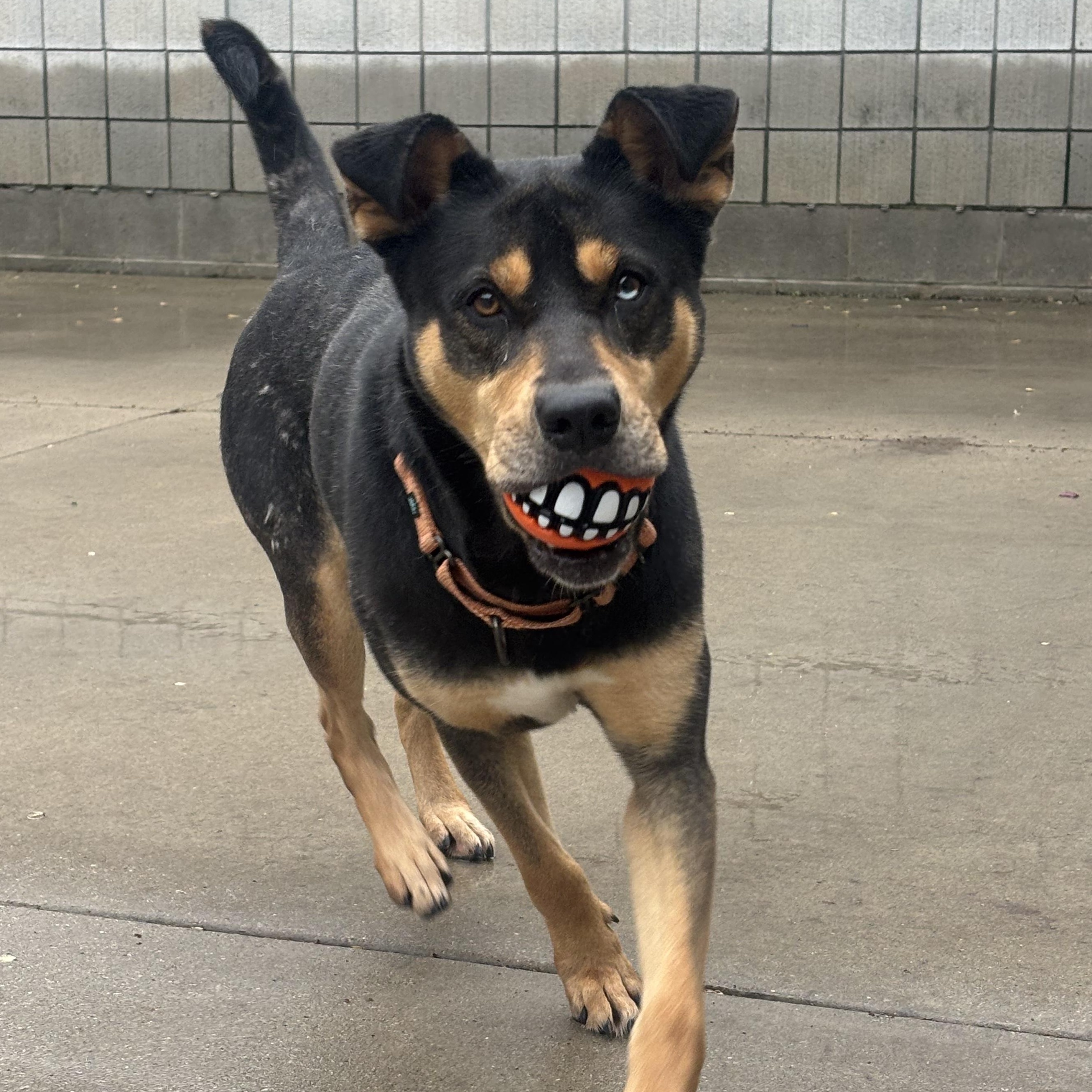 Rapunzel, a Adoptable mixed breed in Mount Pleasant, MI image 3/4
