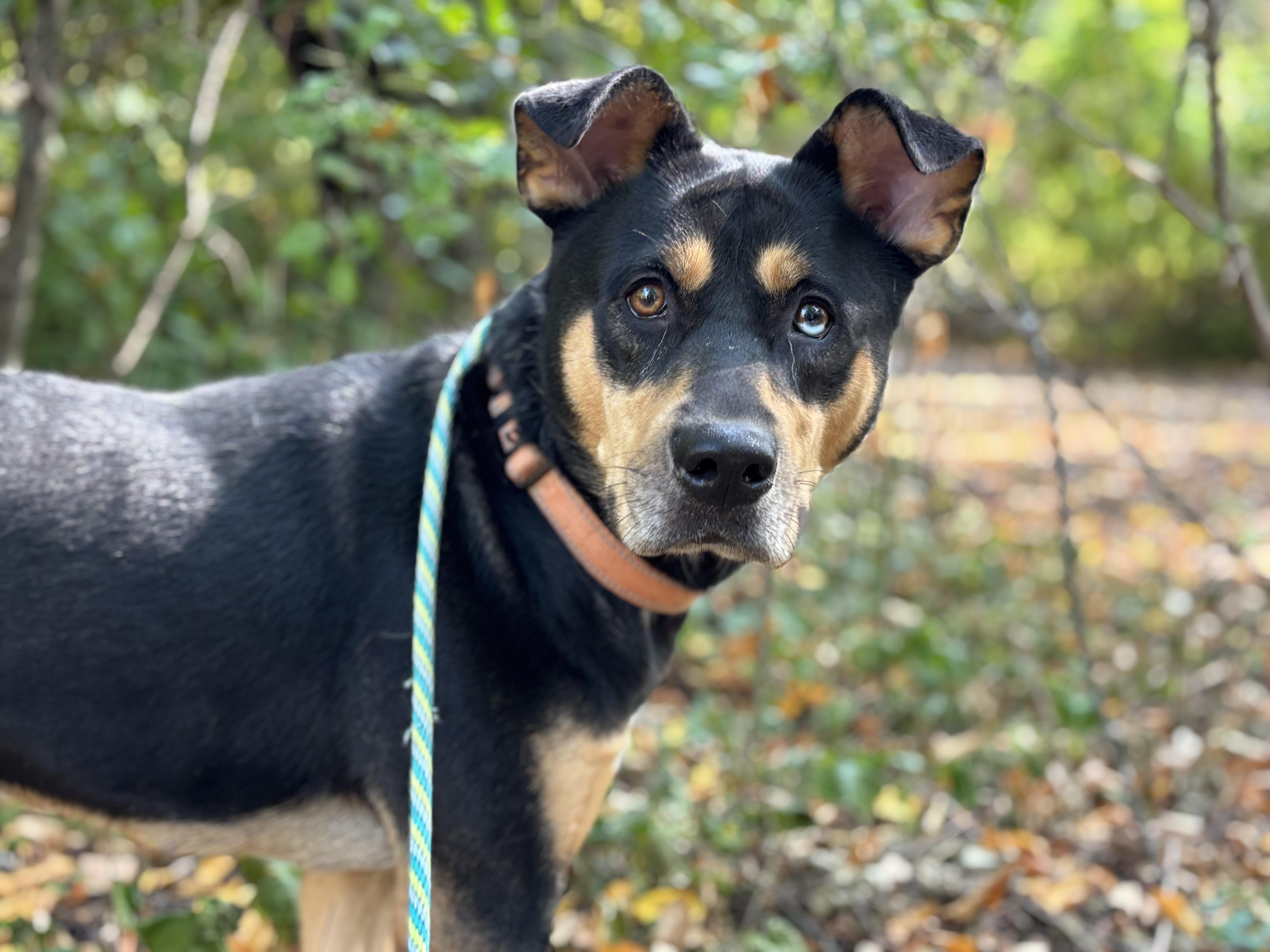Rapunzel, Adoptable, Adult Female Husky.
