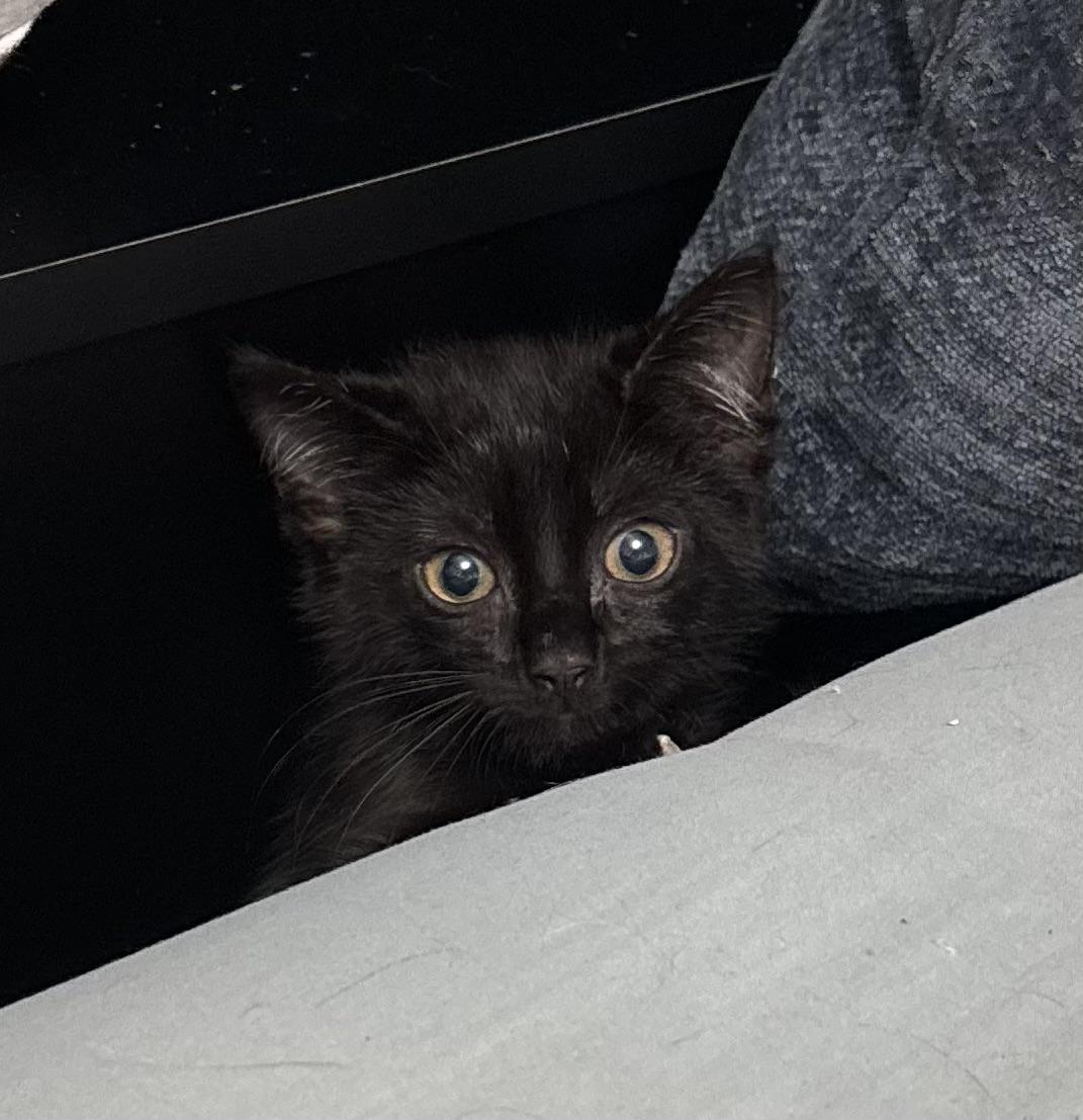 Taco, a ADOPTABLE Domestic Short Hair in Ashland, VA image 2/4