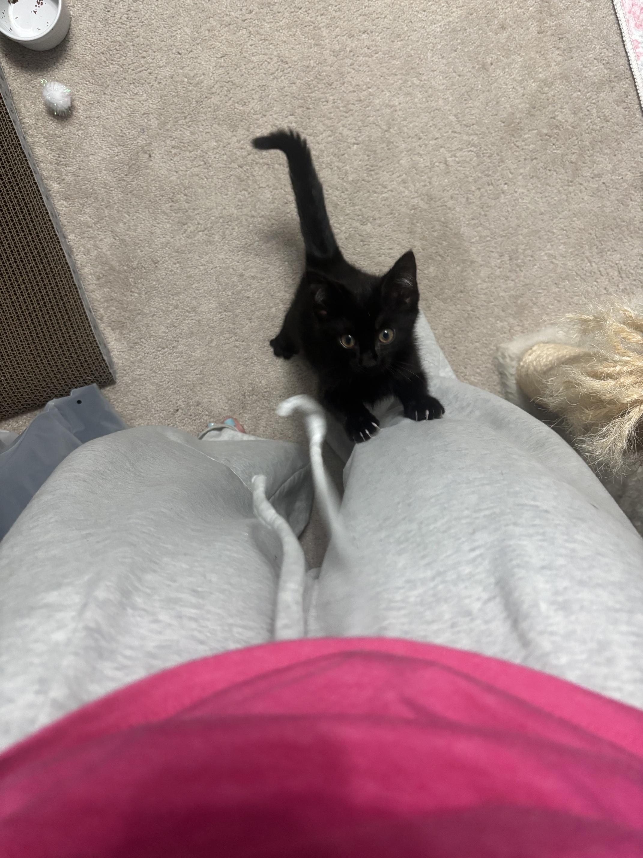 Taco, a ADOPTABLE Domestic Short Hair in Ashland, VA image 4/4