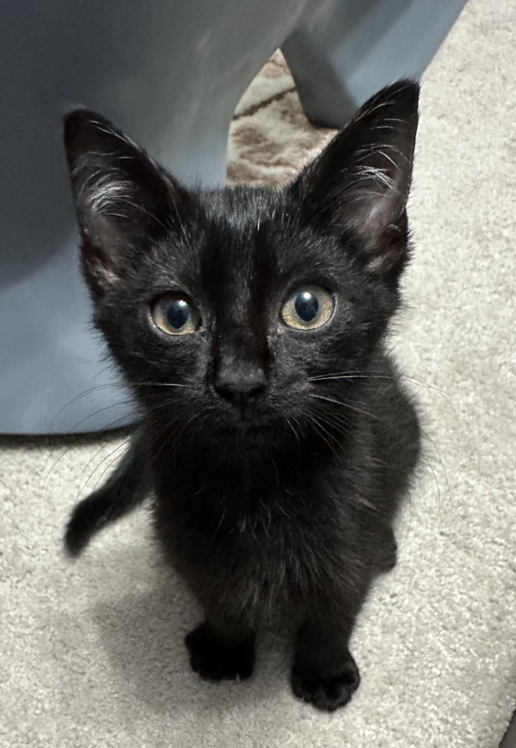 Taco, a ADOPTABLE Domestic Short Hair in Ashland, VA image 3/4