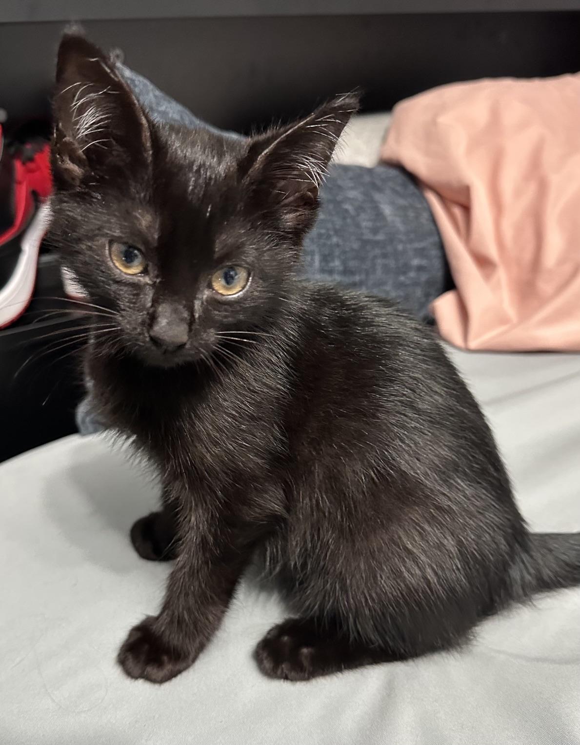Taco, ADOPTABLE, Young Male Domestic Short Hair.