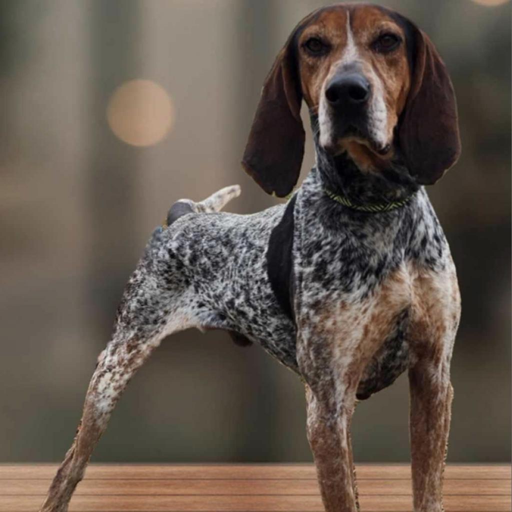 Denver, Adoptable, Adult Male Bluetick Coonhound.