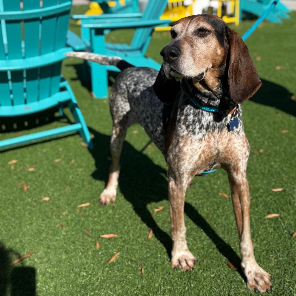 Enlarge Denver, a Adoptable Bluetick Coonhound in Chesapeake, VA image 5/5