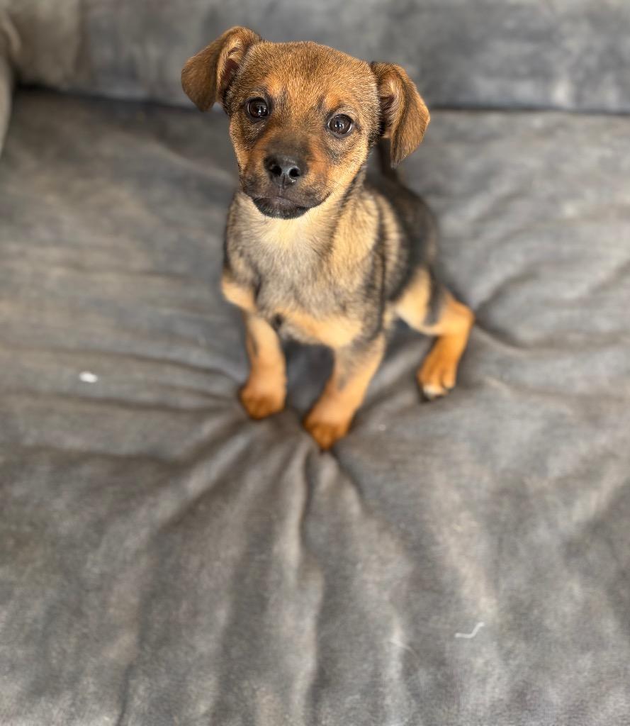Enlarge Onion Ring, a Adoptable Mixed Breed in Waverly, NY image 1/2