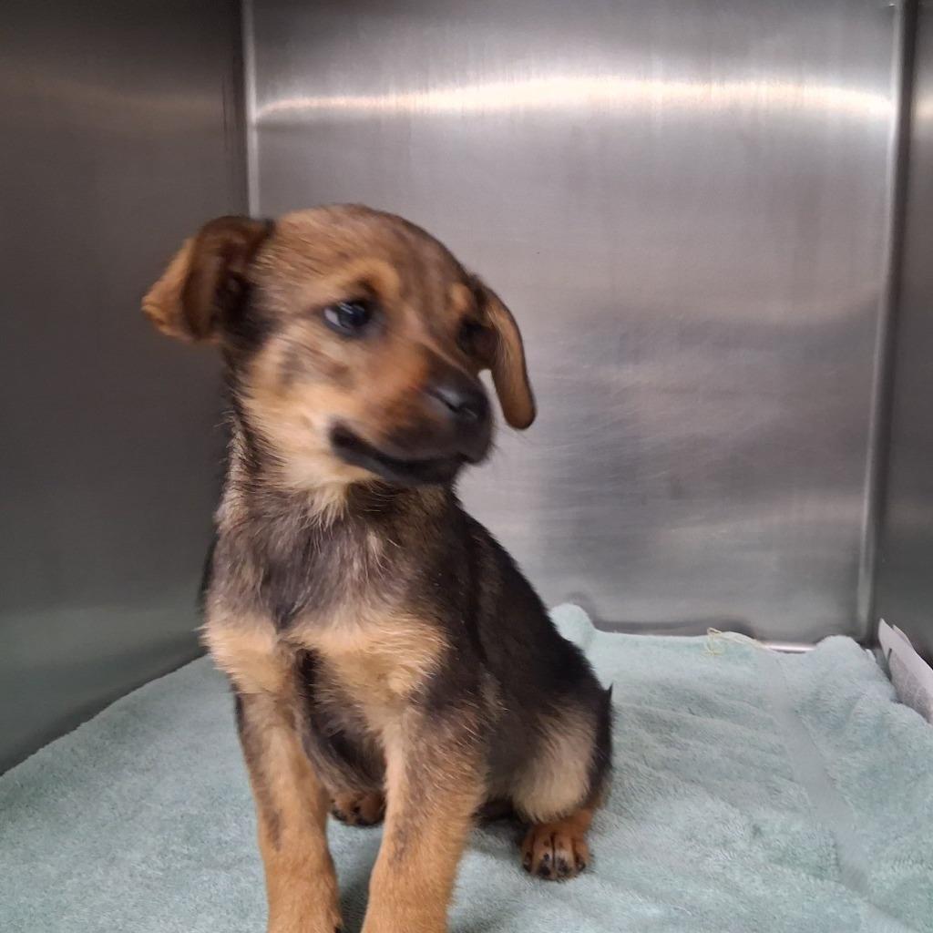 Enlarge Onion Ring, a Adoptable Mixed Breed in Waverly, NY image 2/2