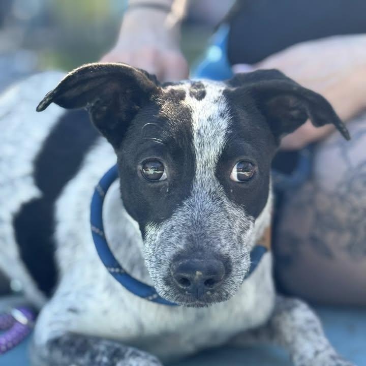 Little Hope (20260131-01)