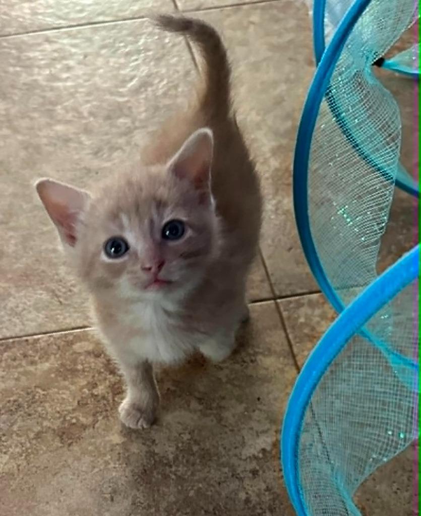 Lincoln, a Adoptable mixed breed in Urbandale, IA image 1/2