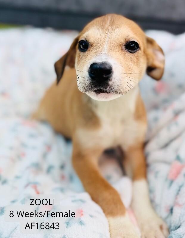 Zooli, Adoptable, Young Female Pit Bull Terrier.