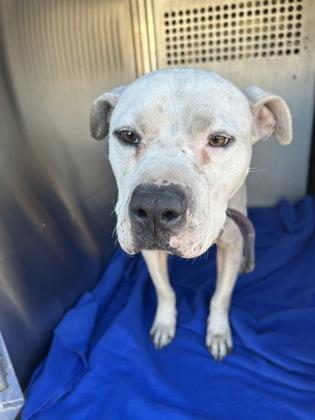 Banjo — thumbnail 2