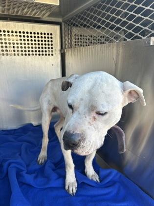 Banjo — thumbnail 3