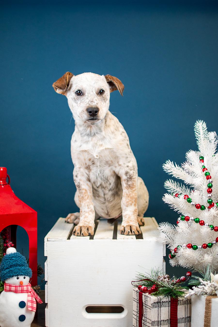Enlarge 1057-25, a ADOPTABLE mixed breed in Brighton, CO image 1/1