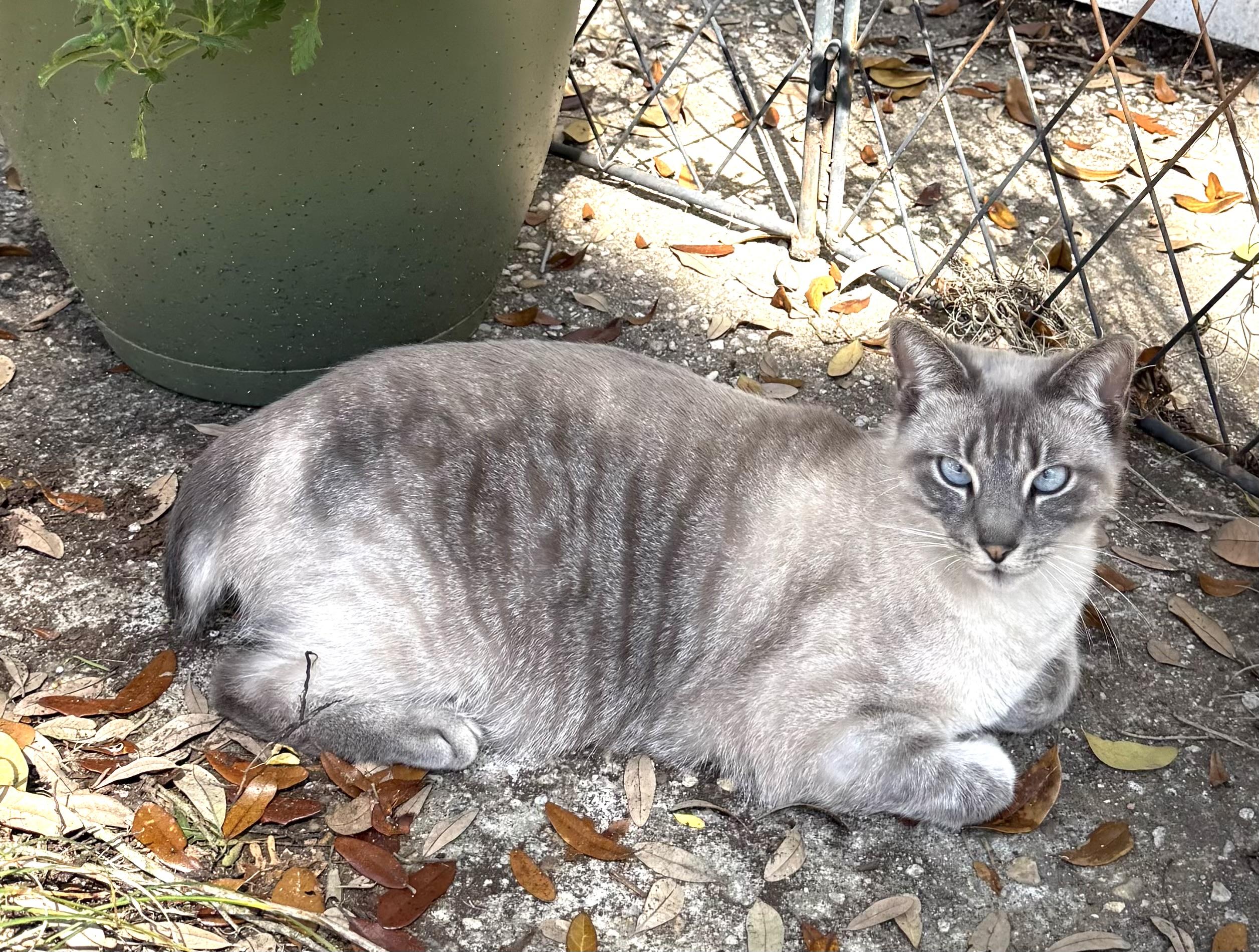 Enlarge Sammie, a Adopted mixed breed in Mobile, AL image 1/2