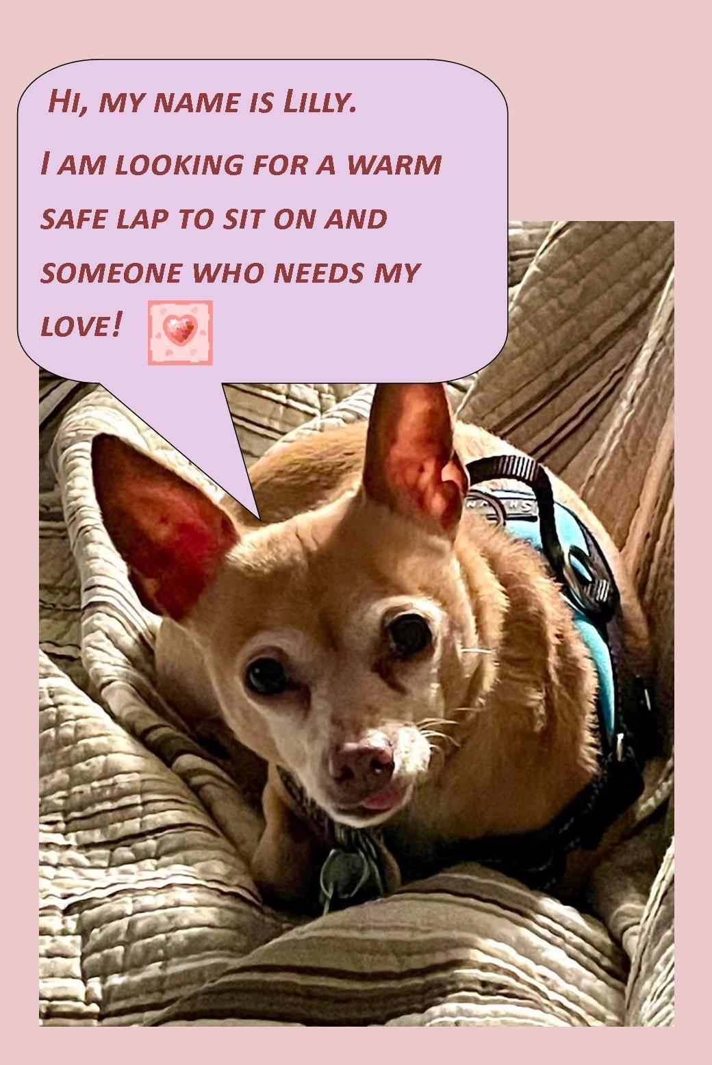 Enlarge Lilly-Senior Chihuahua, a Adopted Chihuahua in Rootstown, OH image 1/3