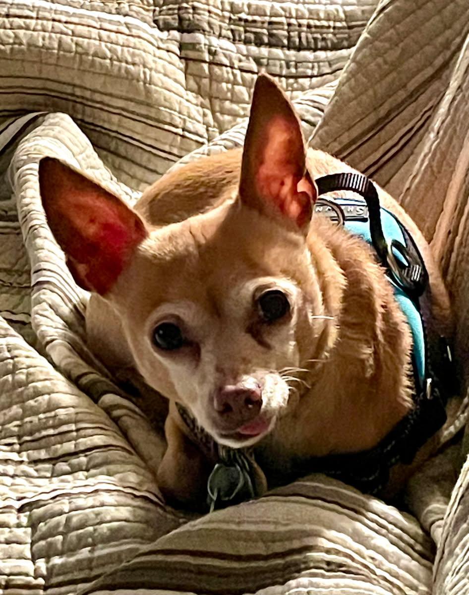 Enlarge Lilly-Senior Chihuahua, a Adopted Chihuahua in Rootstown, OH image 2/3