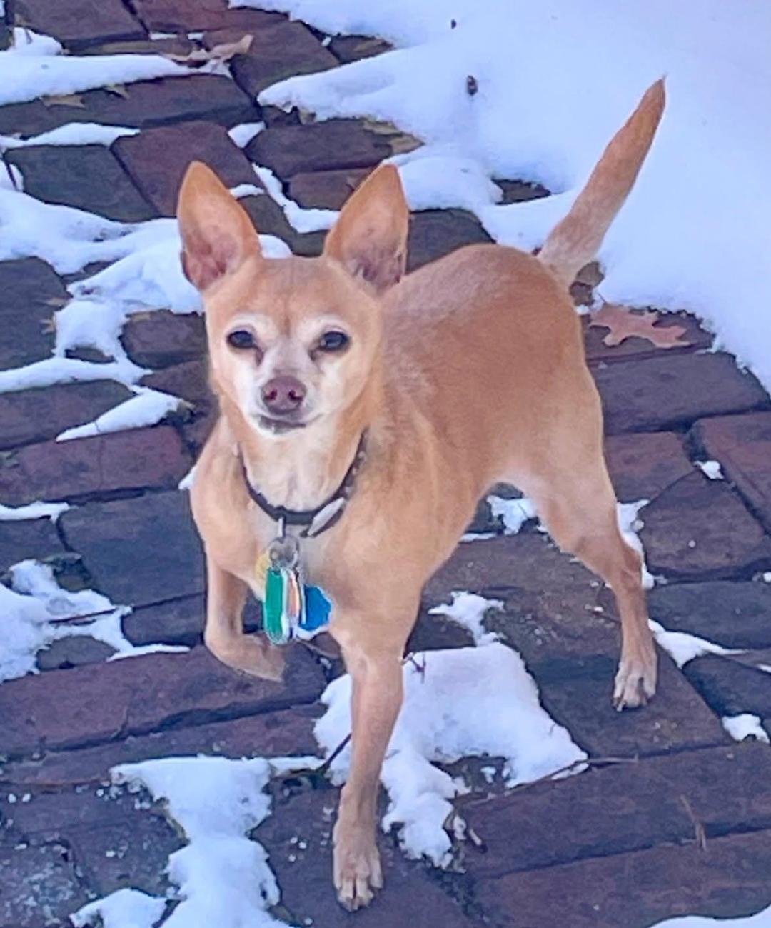 Enlarge Lilly-Senior Chihuahua, a Adopted Chihuahua in Rootstown, OH image 3/3