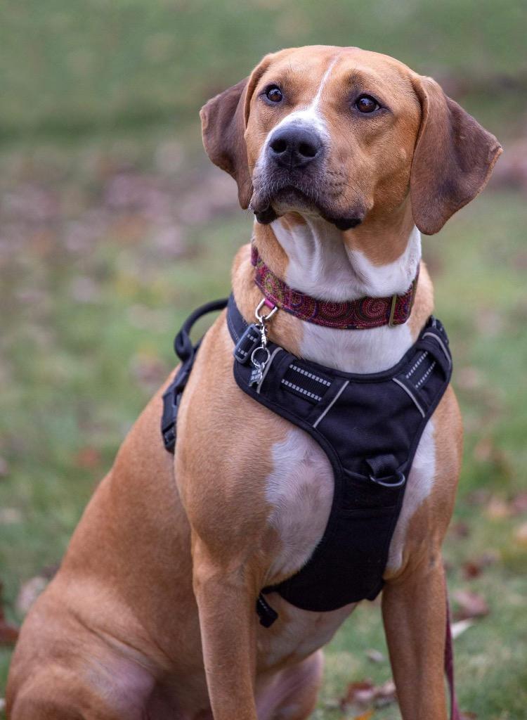 Janet, Adoptable, Adult Female American Bulldog & Coonhound.