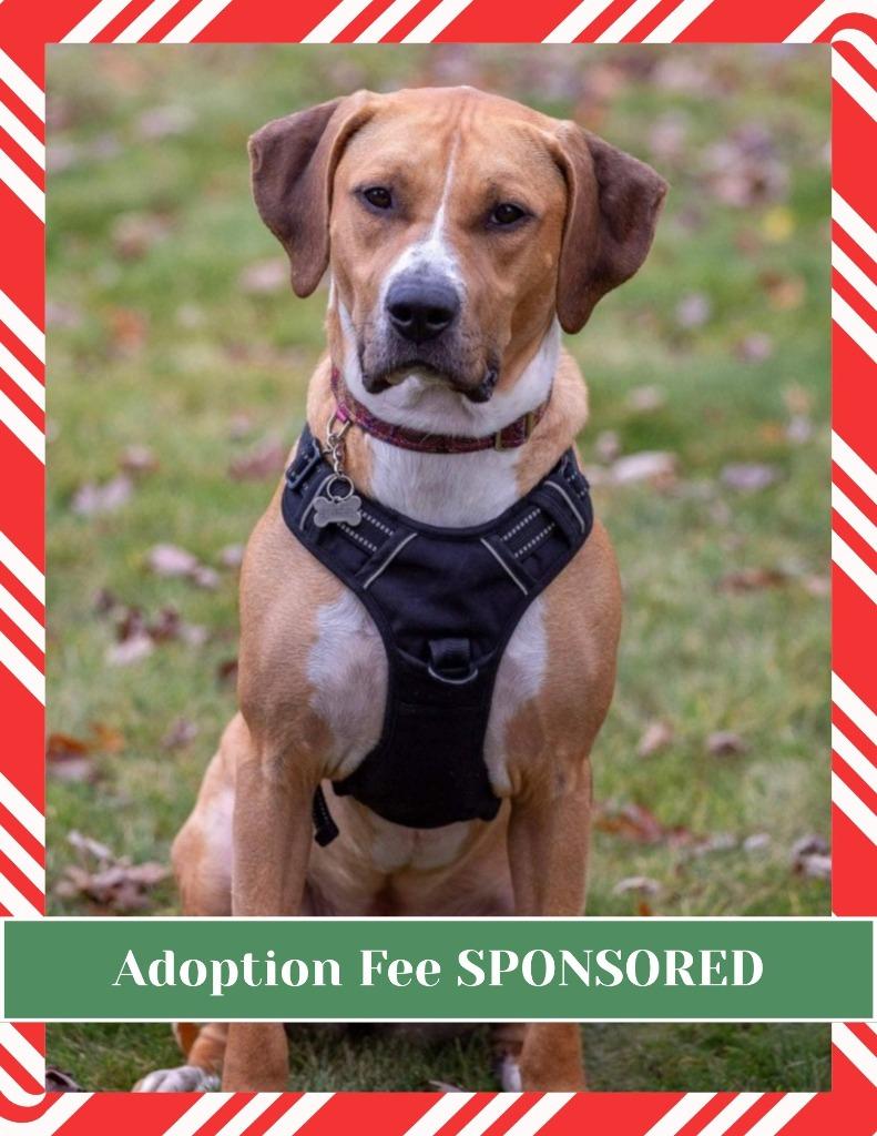 Enlarge Janet, a Adoptable mixed breed in Savage, MN image 4/6