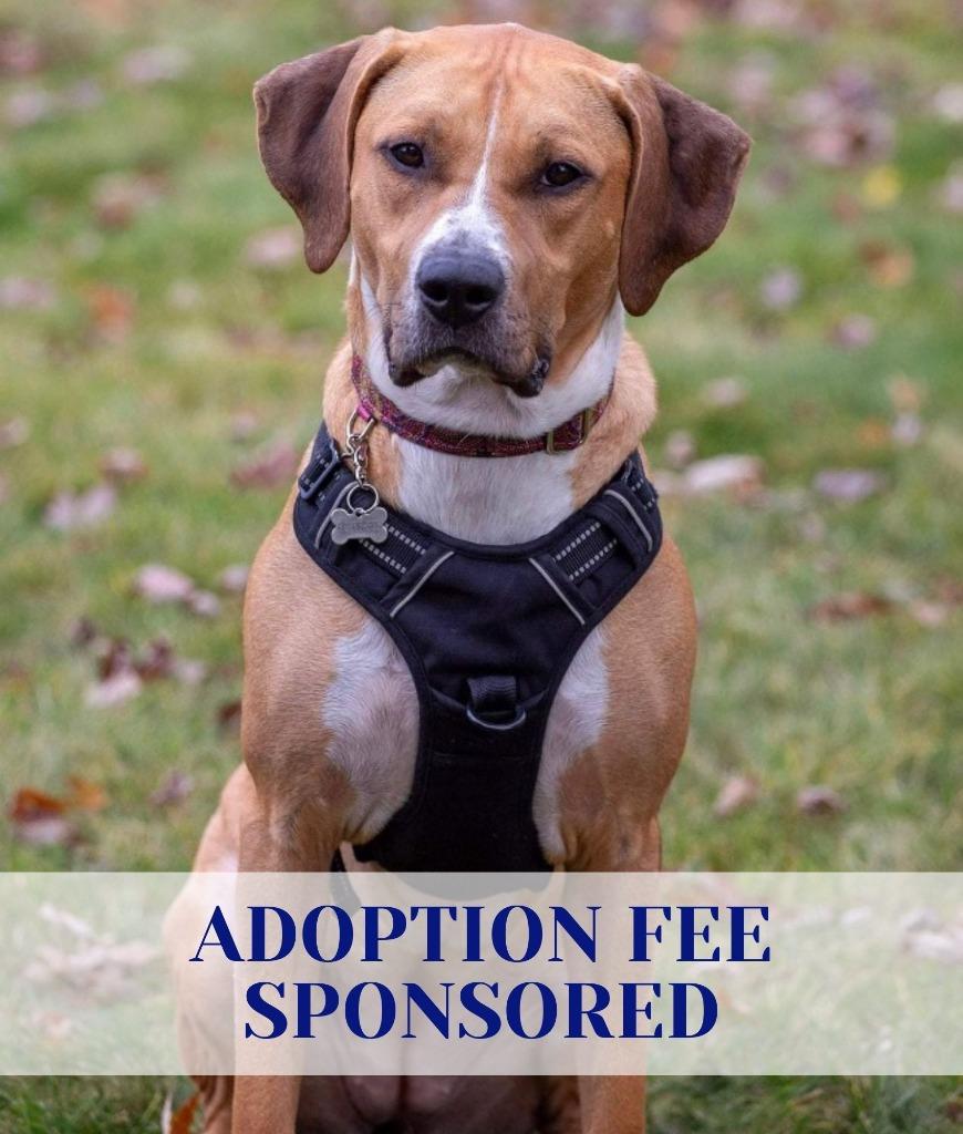 Enlarge Janet, a Adoptable mixed breed in Savage, MN image 6/6