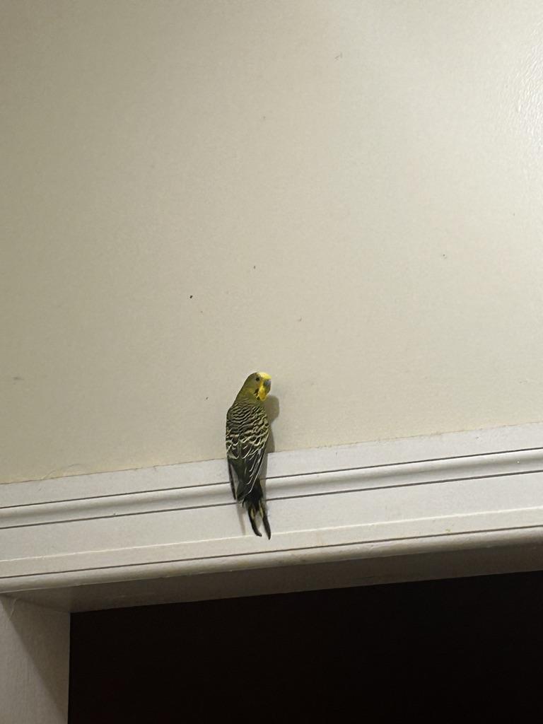 Twinkle, Adoptable, Young Male Budgie / Budgerigar.