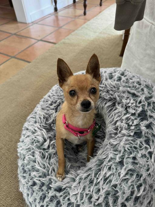 Bonita, Adopted, Adult Female Chihuahua.