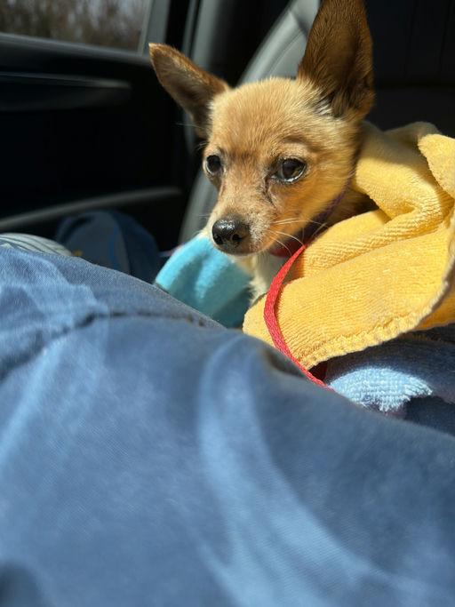 Enlarge Bonita, a Adopted Chihuahua in Los Angeles, CA image 5/6