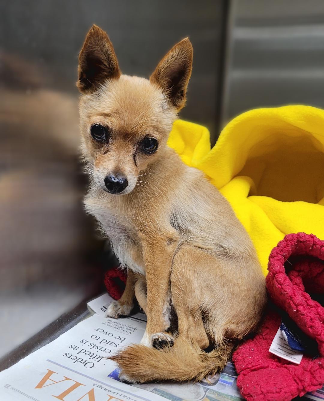Enlarge Bonita, a Adopted Chihuahua in Los Angeles, CA image 2/6