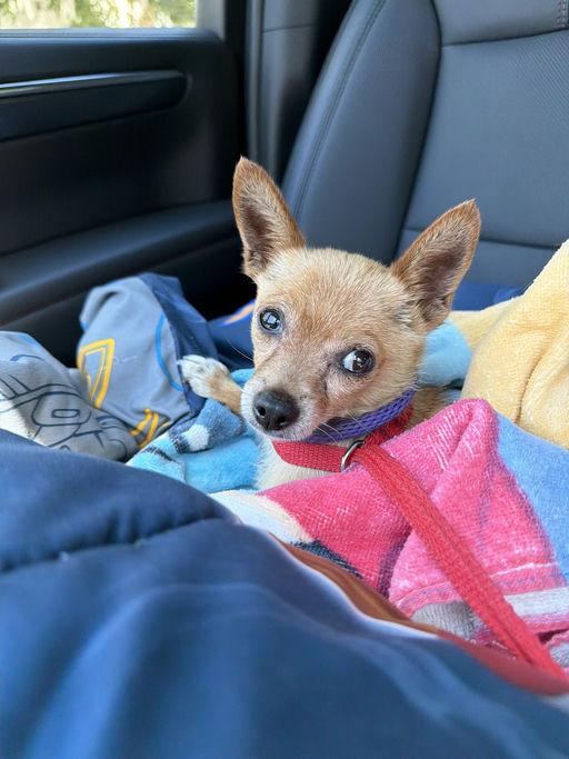 Enlarge Bonita, a Adopted Chihuahua in Los Angeles, CA image 4/6