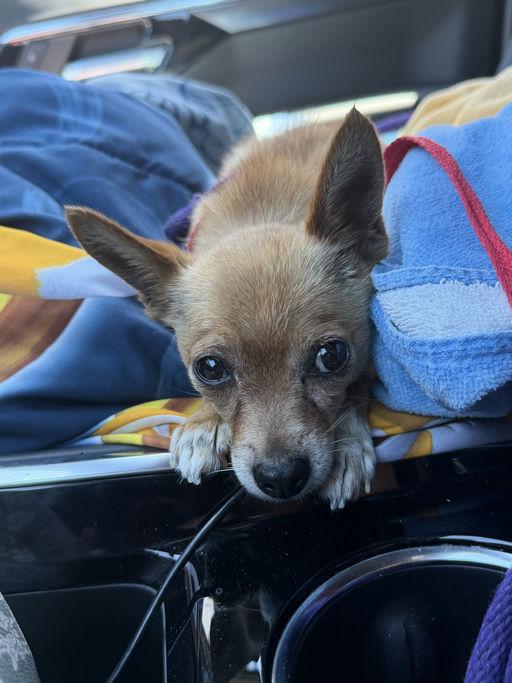 Enlarge Bonita, a Adopted Chihuahua in Los Angeles, CA image 3/6