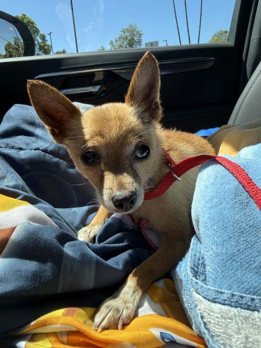 Enlarge Bonita, a Adopted Chihuahua in Los Angeles, CA image 6/6