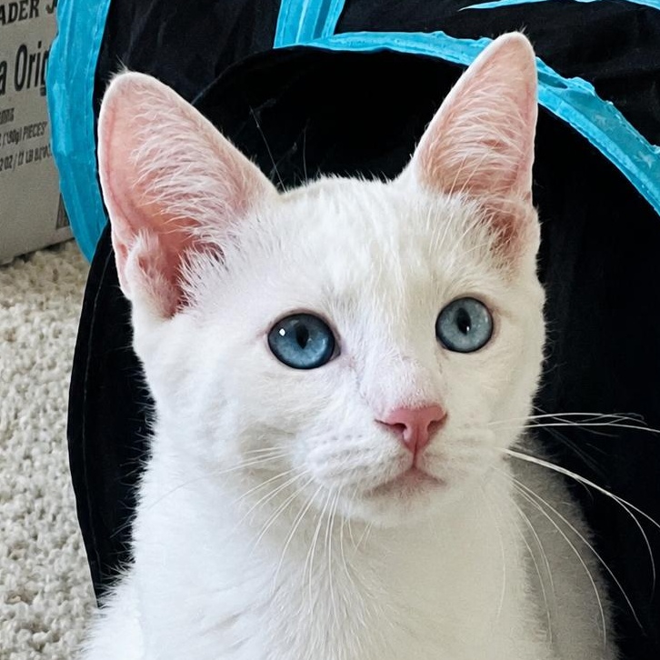 Enlarge Half & Half, an adopted Siamese in Santa Ana, CA image 1/5