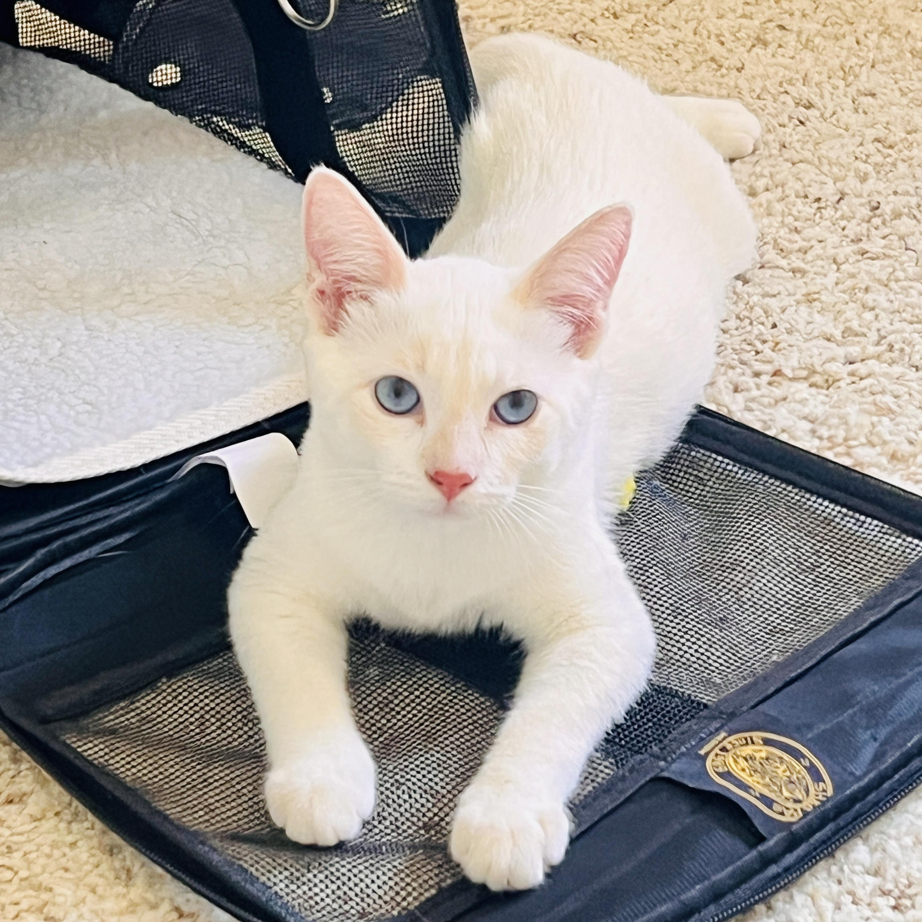 Enlarge Half & Half, an adopted Siamese in Santa Ana, CA image 2/5