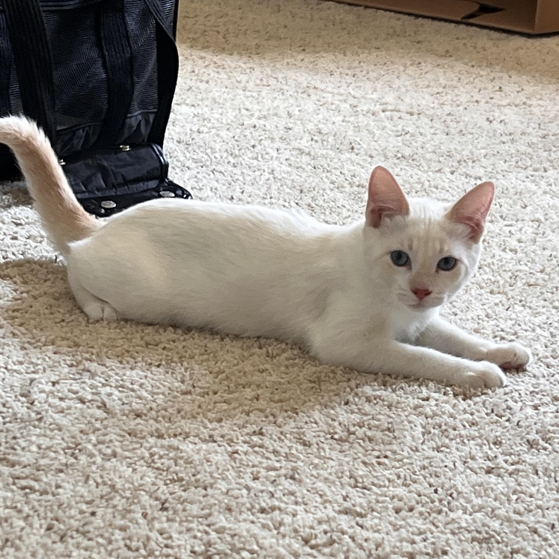 Enlarge Half & Half, an adopted Siamese in Santa Ana, CA image 3/5