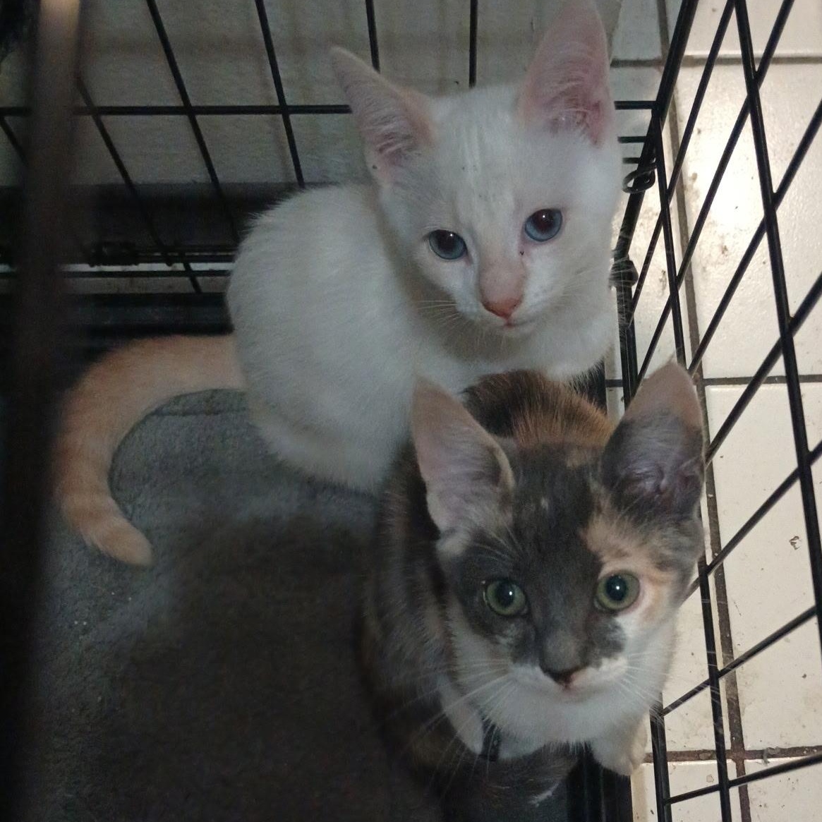 Enlarge Half & Half, an adopted Siamese in Santa Ana, CA image 5/5