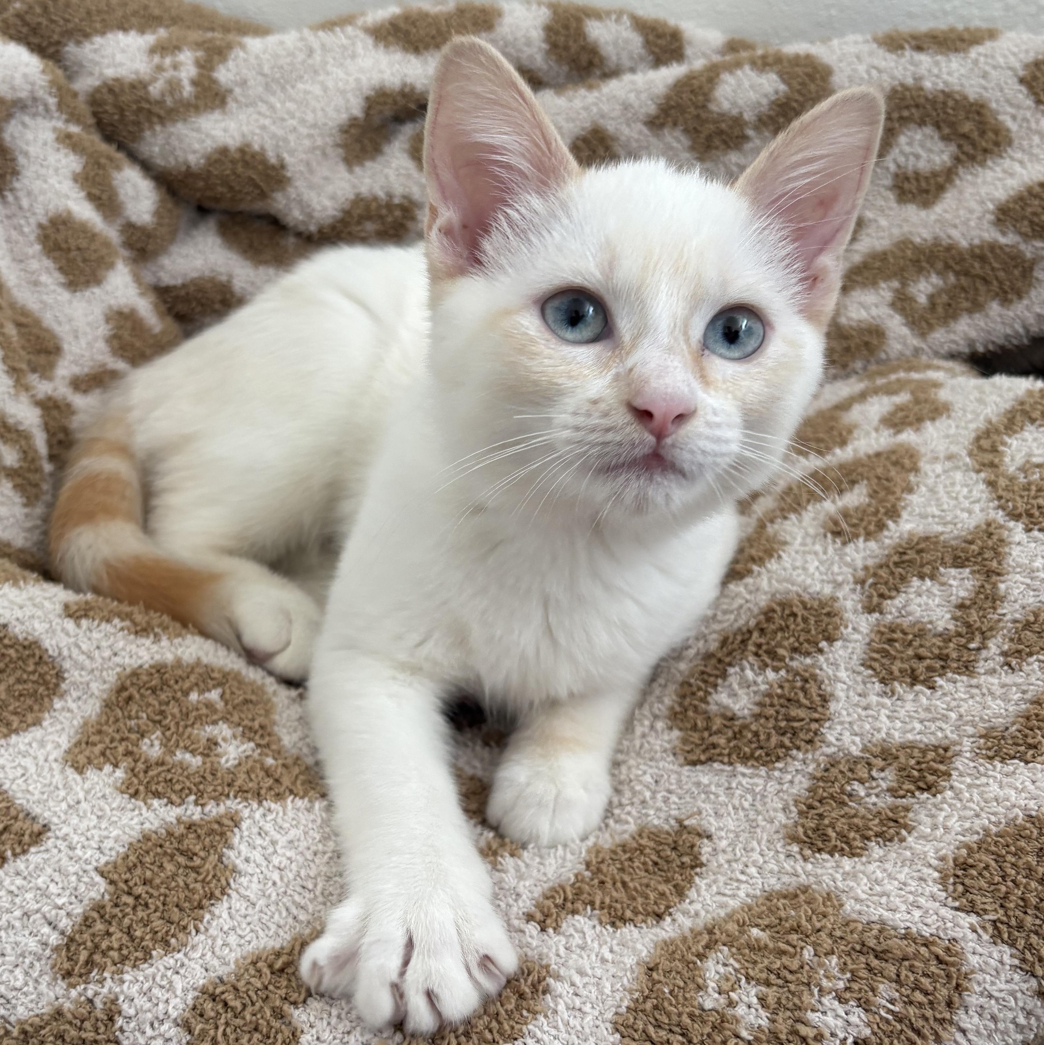 Enlarge Half & Half, an adopted Siamese in Santa Ana, CA image 4/5