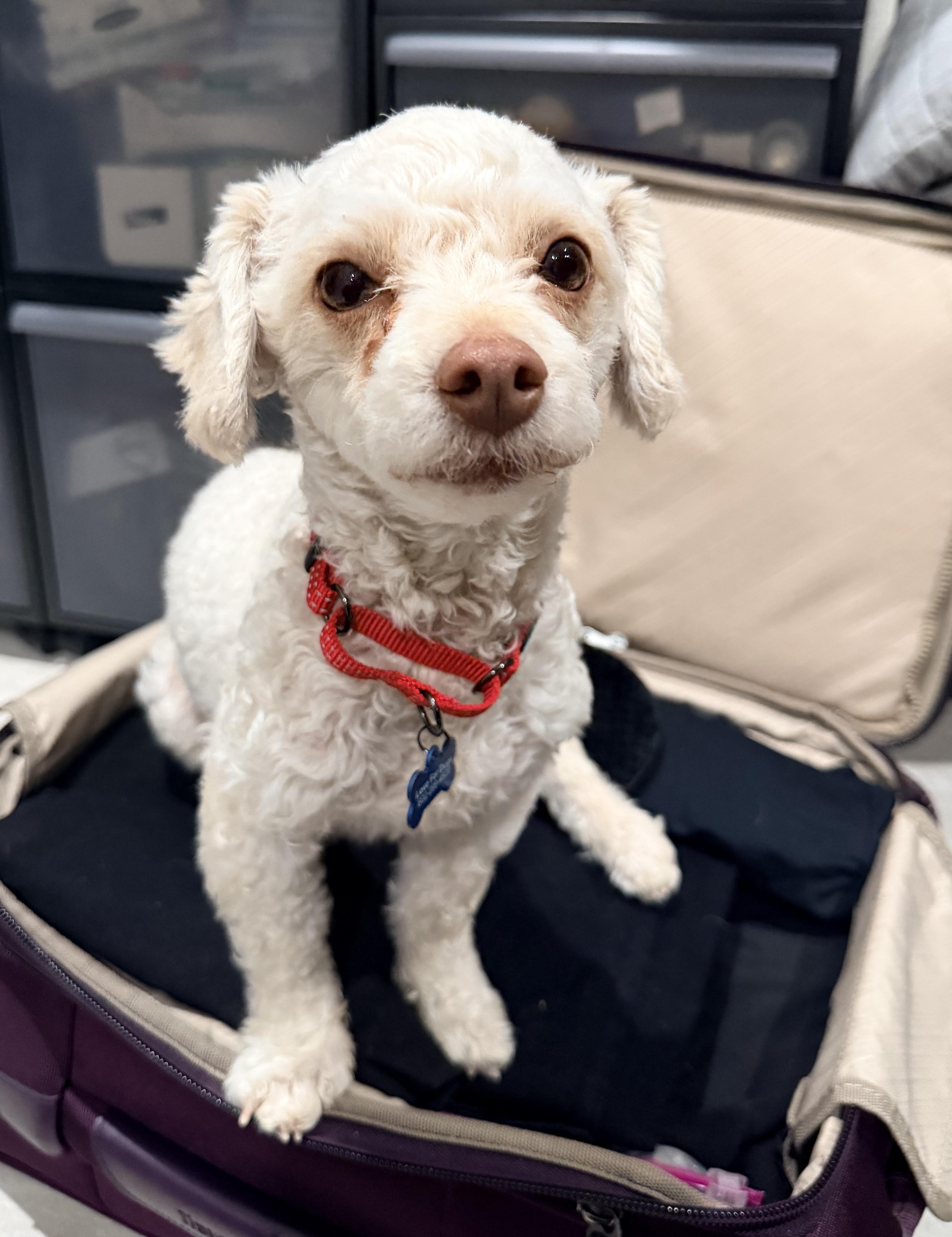 Enlarge Sierra, a Adoptable mixed breed in Scottsdale, AZ image 2/6