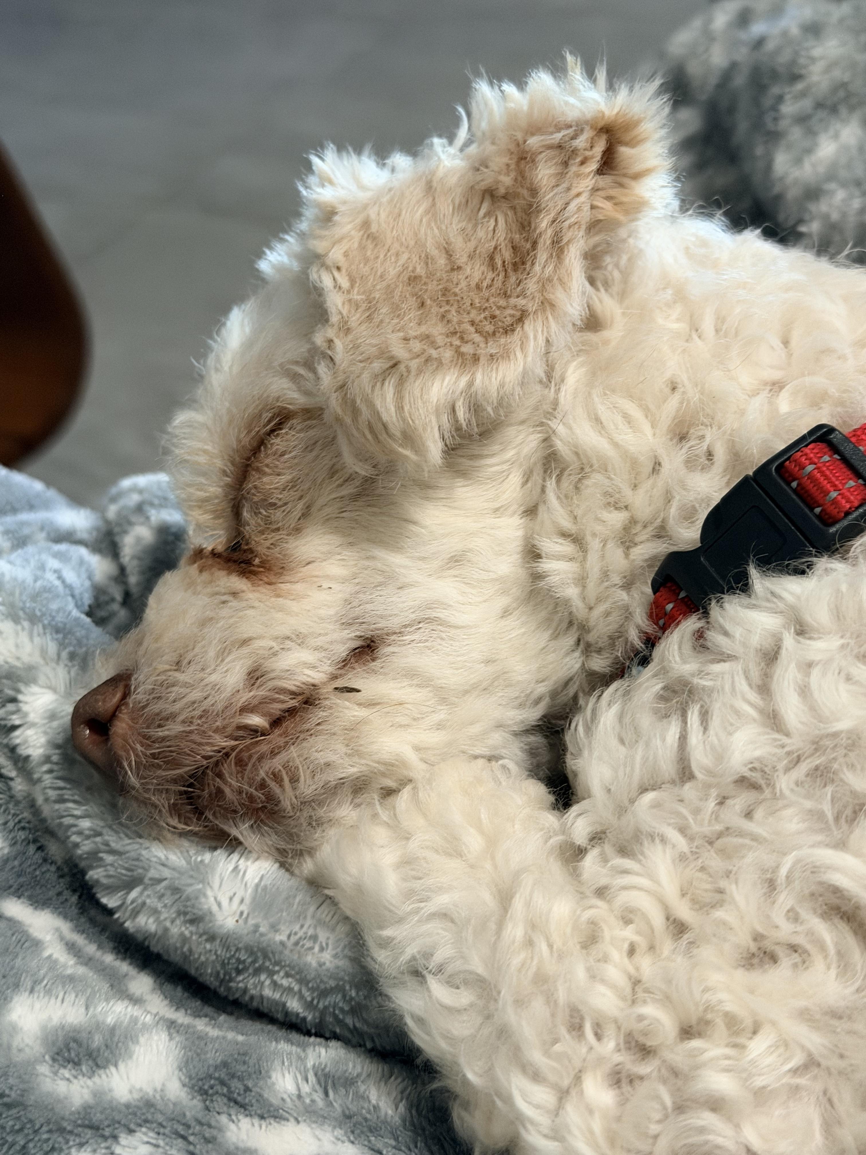 Enlarge Sierra, a Adoptable mixed breed in Scottsdale, AZ image 3/6