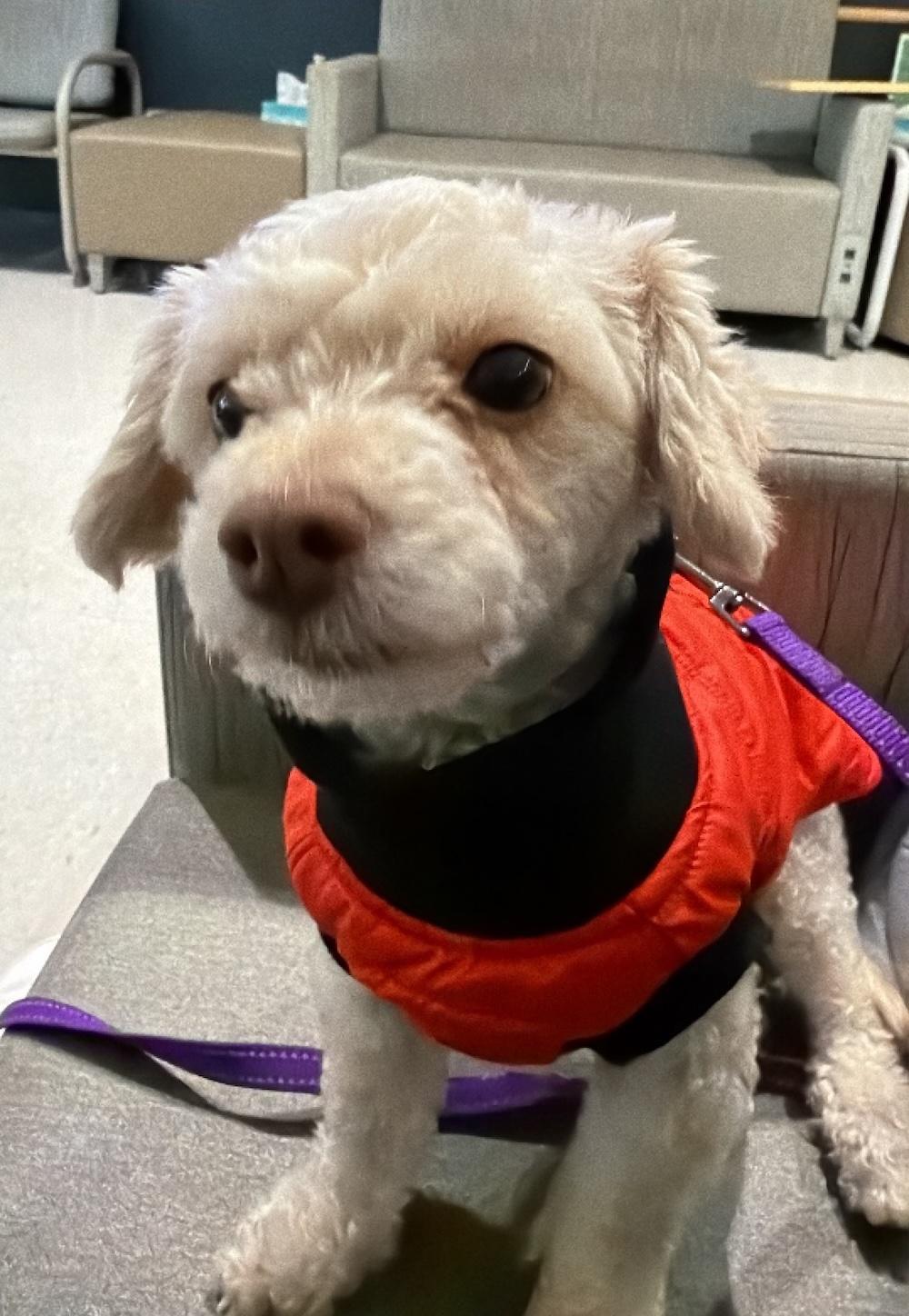 Enlarge Sierra, a Adoptable mixed breed in Scottsdale, AZ image 4/6