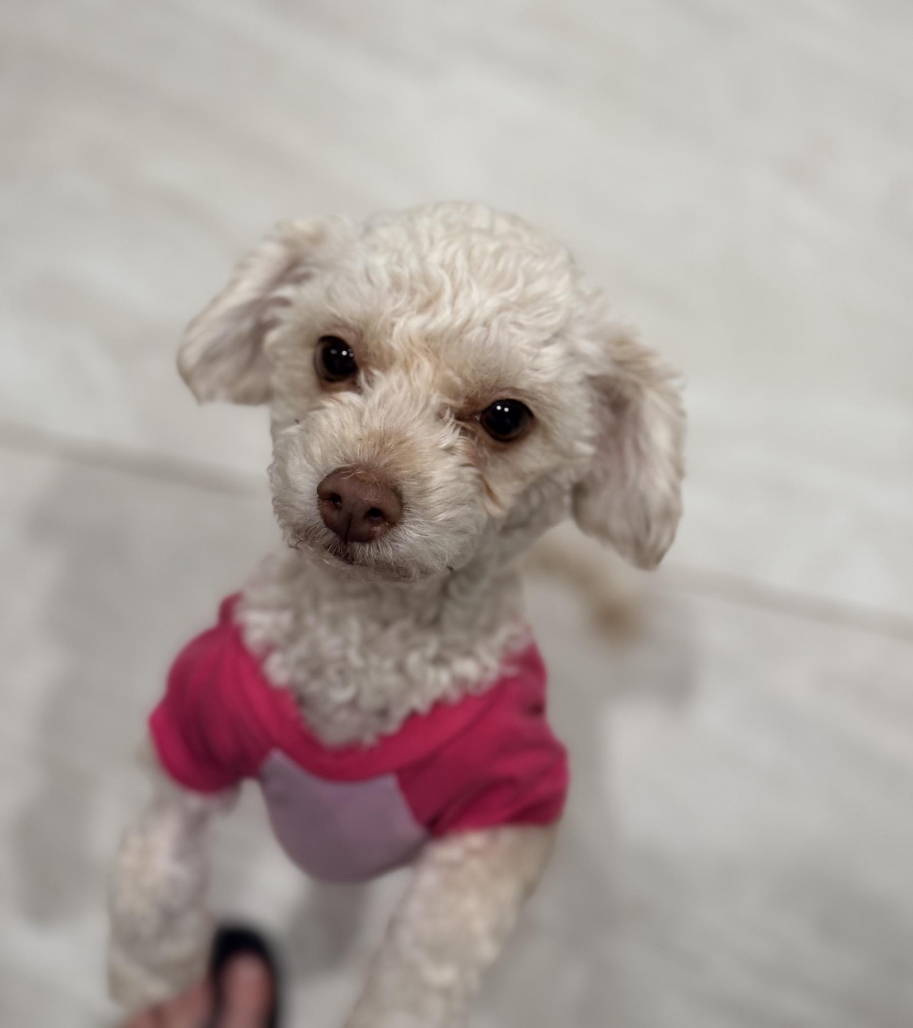 Enlarge Sierra, a Adoptable mixed breed in Scottsdale, AZ image 5/6