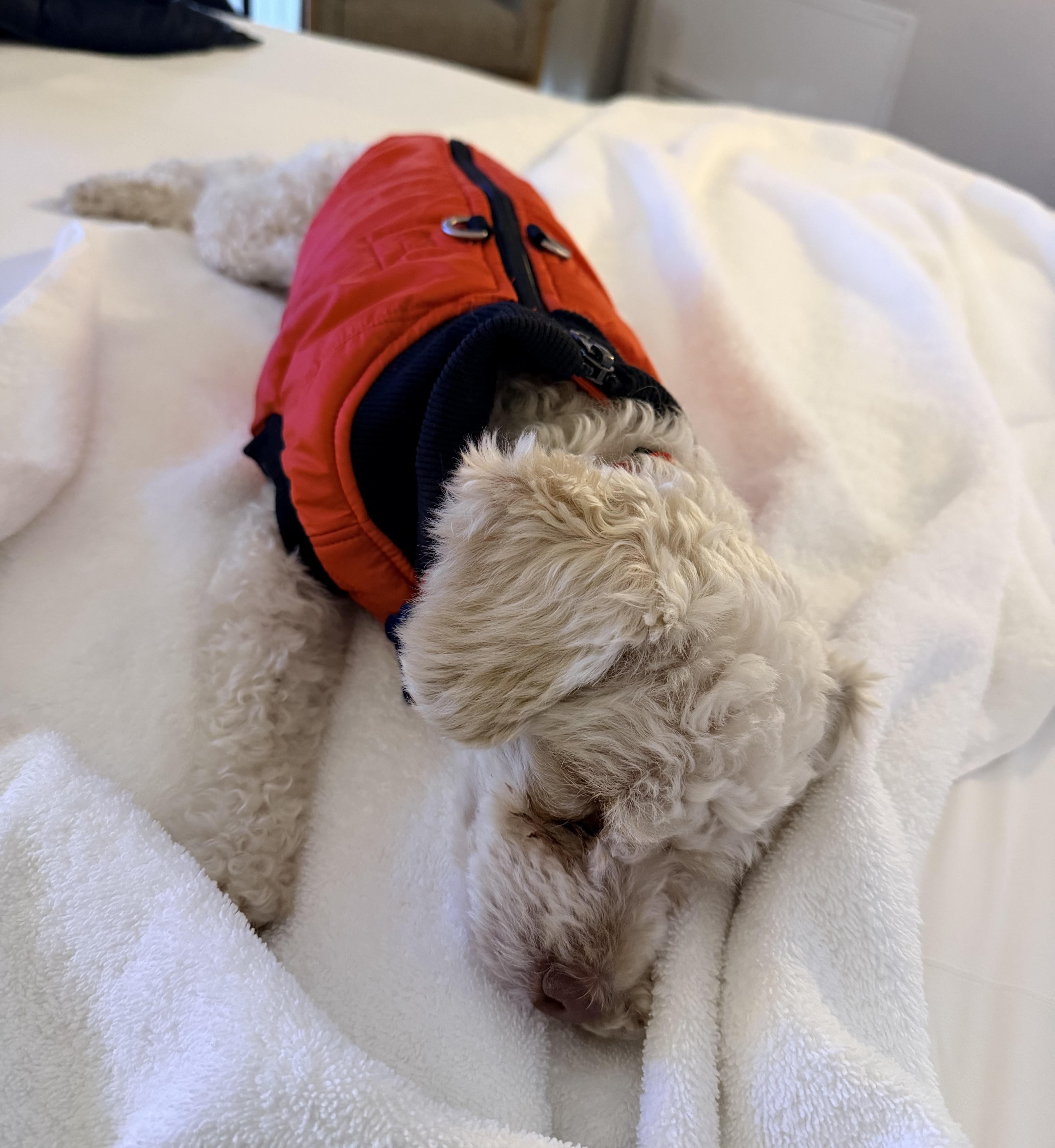 Enlarge Sierra, a Adoptable mixed breed in Scottsdale, AZ image 6/6