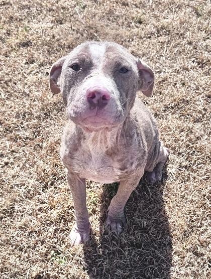 Honeycomb, Adoptable, Adult Female Pit Bull Terrier & Mixed Breed.