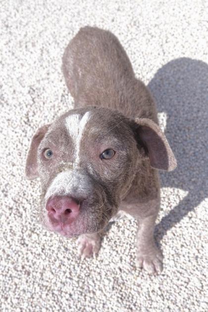 Enlarge Honeycomb, a Adoptable mixed breed in Gray, LA image 1/1