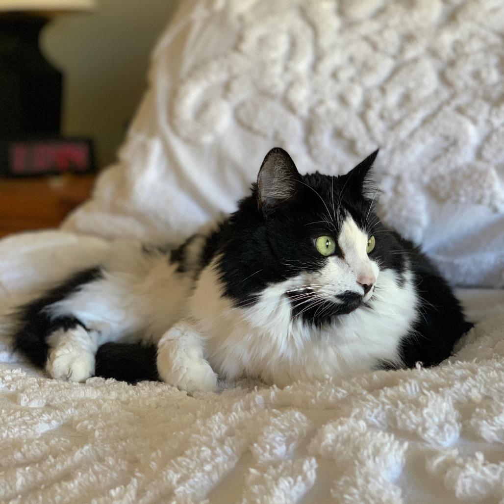 Mrs. Beasley, a Adoptable Domestic Long Hair in Washougal, WA image 1/6