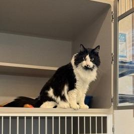 Mrs. Beasley, a Adoptable Domestic Long Hair in Washougal, WA image 2/6